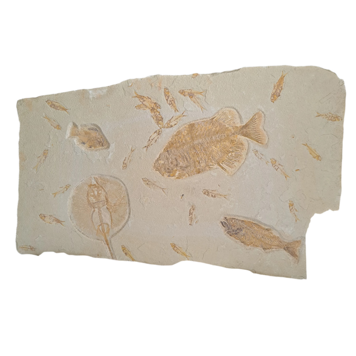 Green River Fossil Fish Plaque – A Timeless Prehistoric Masterpiece