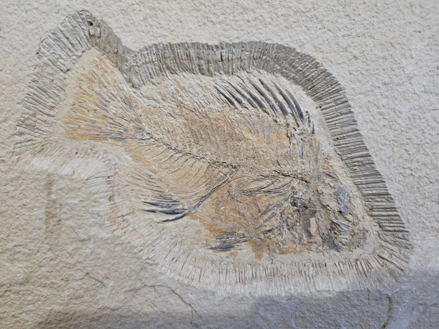 Green River Fossil Fish Plaque – A Timeless Prehistoric Masterpiece