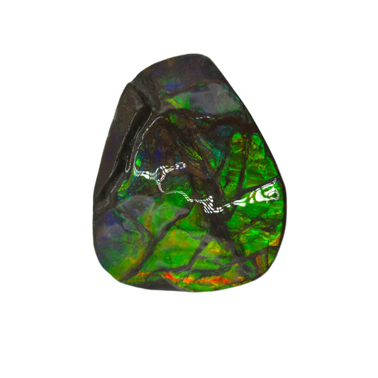 Lucentara Premium Ammolite Table Sample – Radiant Elegance in Natural Form