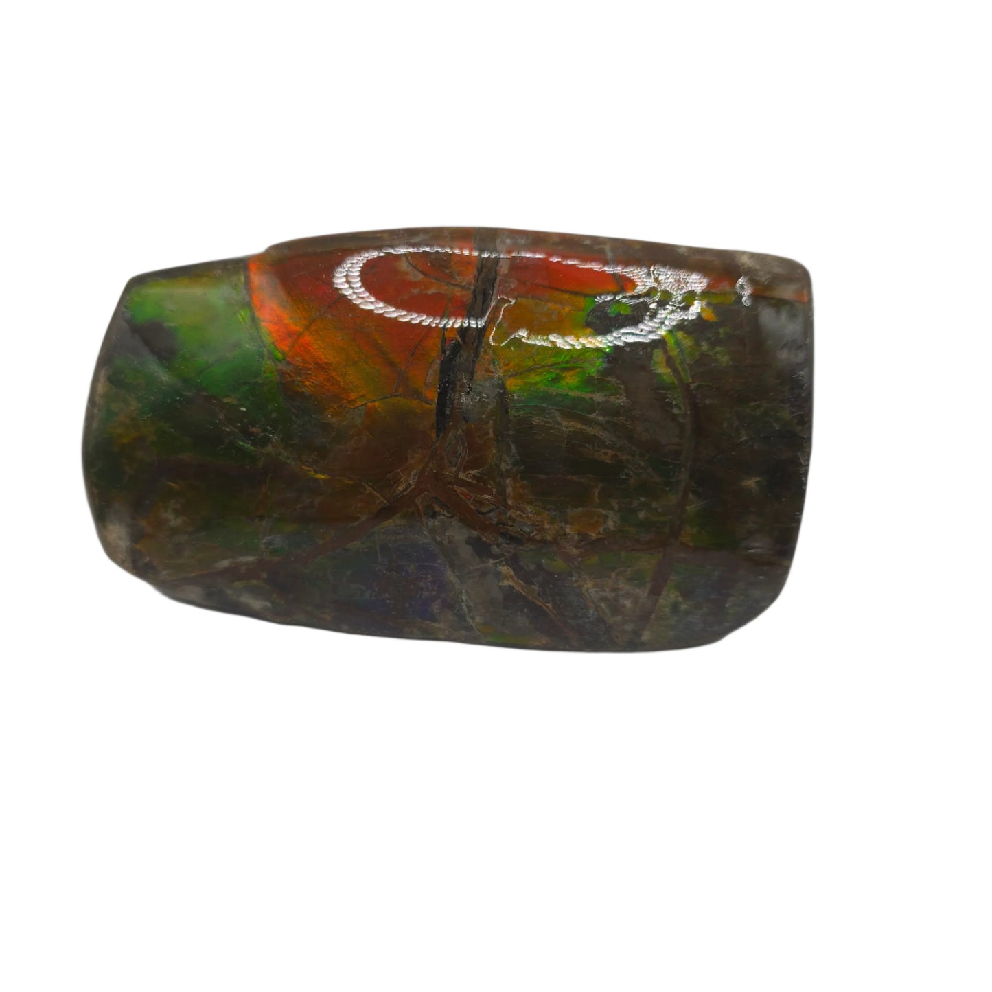 Lucentara Premium Ammolite Table Sample – Radiant Elegance in Natural Form