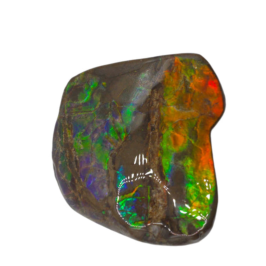 Lucentara Premium Ammolite Table Sample – Radiant Elegance in Natural Form