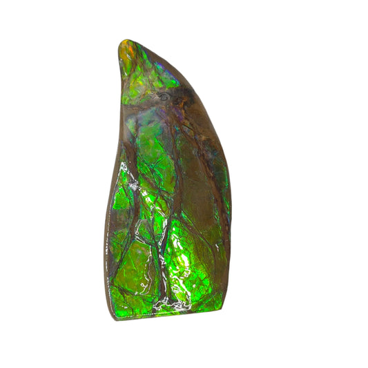 Lucentara Premium Ammolite Table Sample – Radiant Elegance in Natural Form