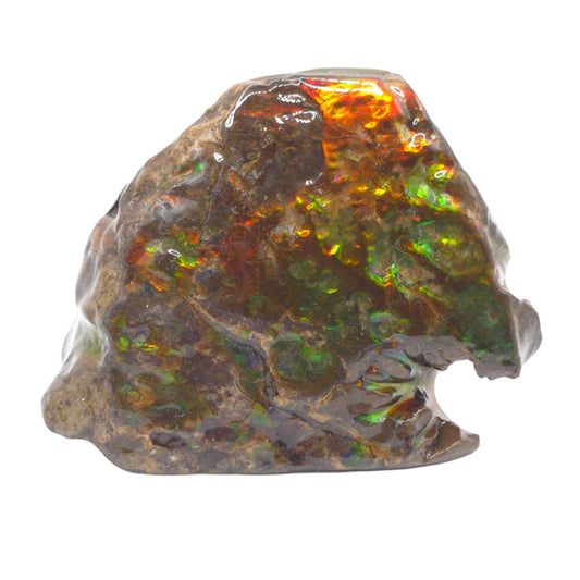 Lucentara Premium Ammolite Table Sample – Radiant Elegance in Natural Form