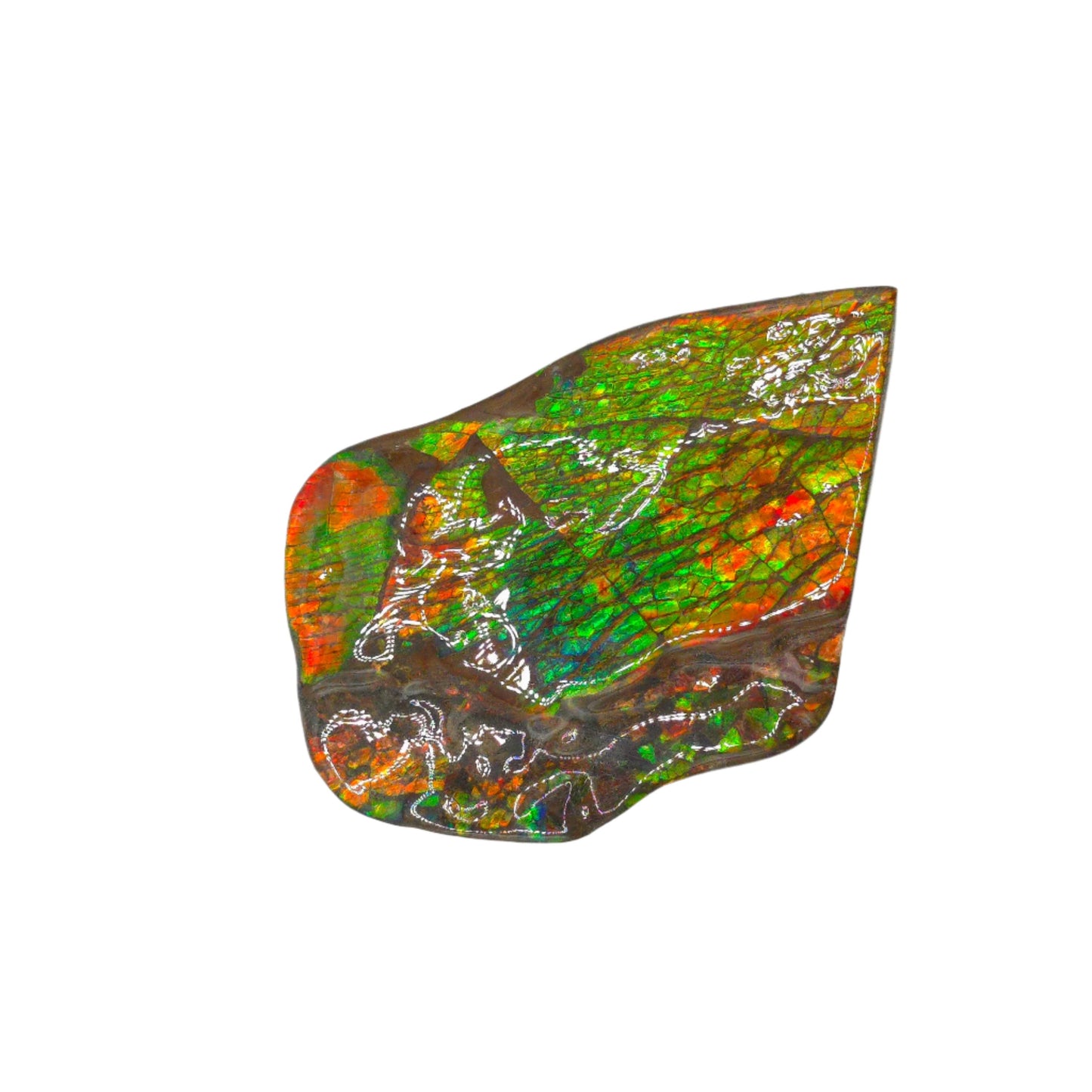 Lucentara Premium Ammolite Table Sample – Radiant Elegance in Natural Form