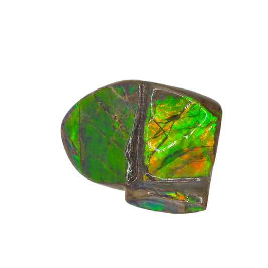 Lucentara Premium Ammolite Table Sample – Radiant Elegance in Natural Form