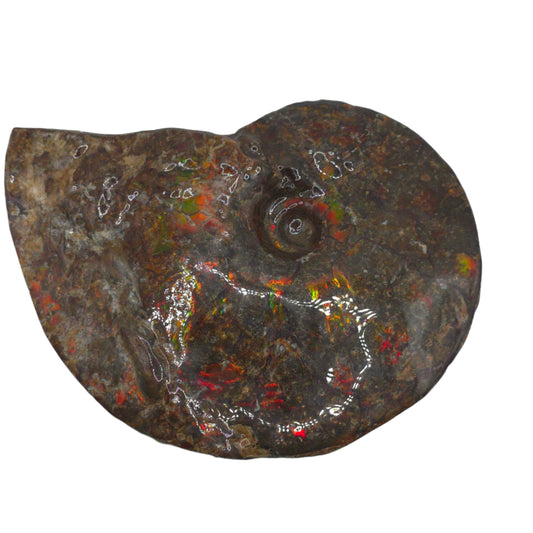 Eternal Elegance: Iridescent Ammonite Fossil by Lucentara