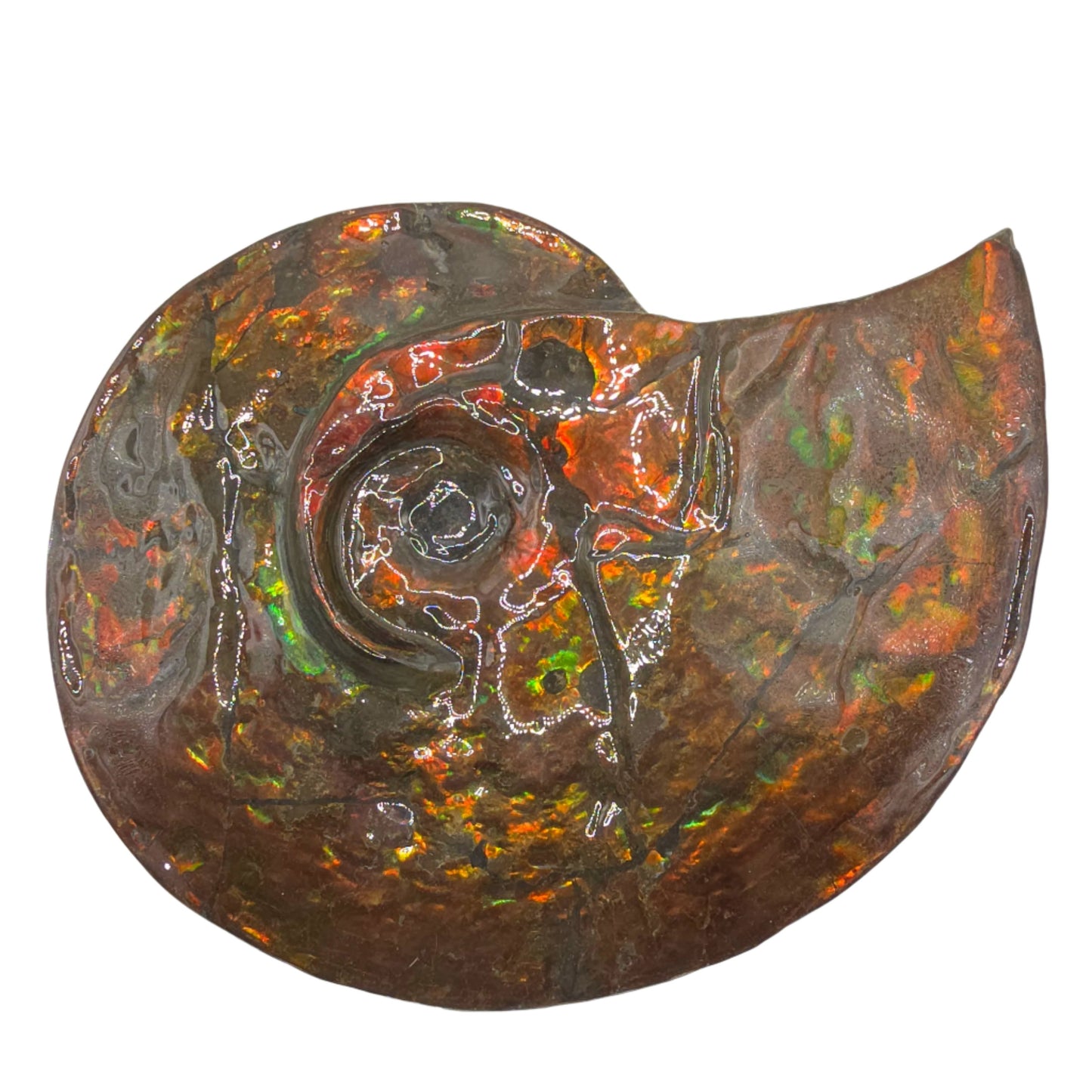 Eternal Elegance: Iridescent Ammonite Fossil by Lucentara