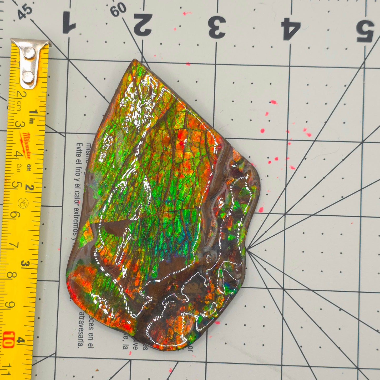 Lucentara Premium Ammolite Table Sample – Radiant Elegance in Natural Form