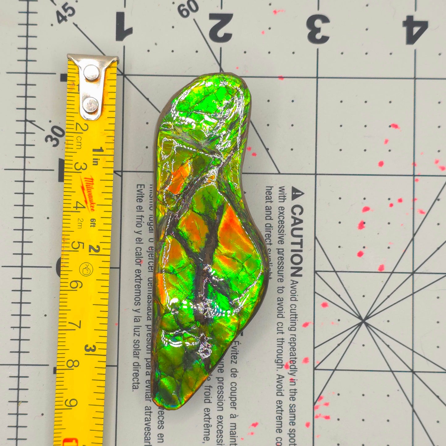 Lucentara Premium Ammolite Table Sample – Radiant Elegance in Natural Form