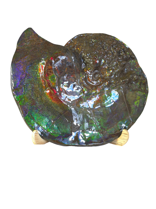 Eternal Elegance: Iridescent Ammonite Fossil by Lucentara