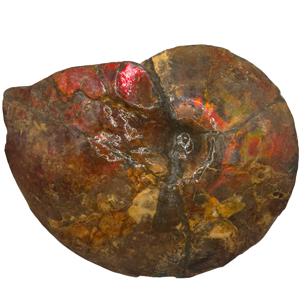 Eternal Elegance: Iridescent Ammonite Fossil by Lucentara