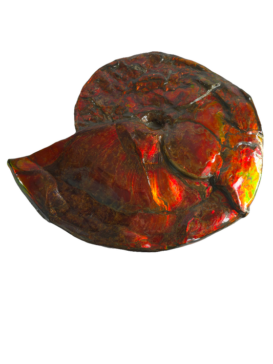 Eternal Elegance: Iridescent Ammonite Fossil by Lucentara