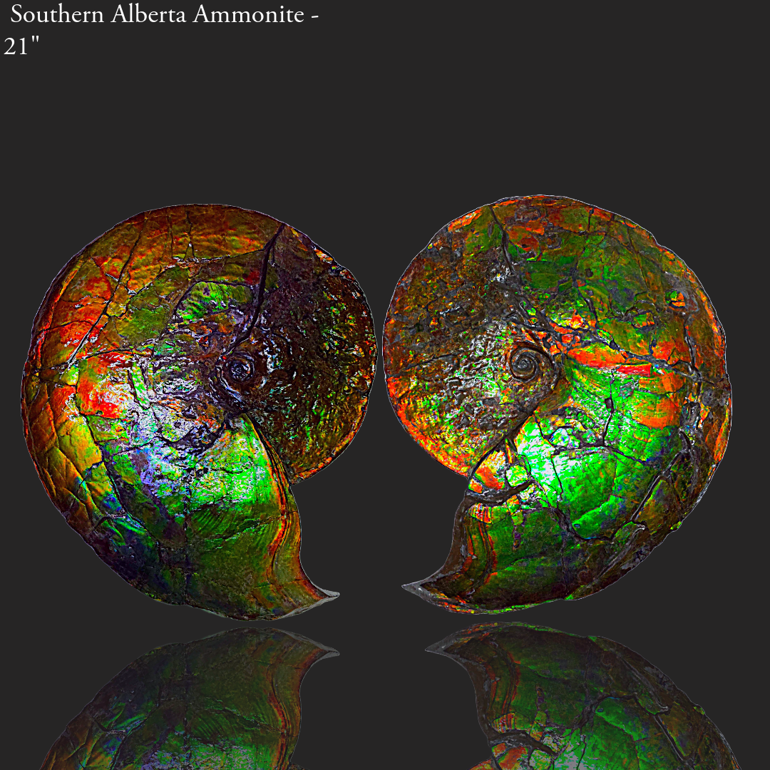 Eternal Elegance: Iridescent Ammonite Fossil