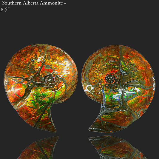 Eternal Elegance: Iridescent Ammonite Intercalarie Fossil