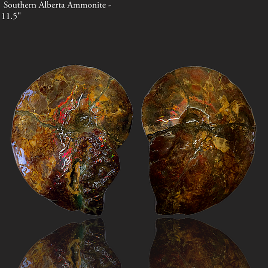 Eternal Elegance: Iridescent Ammonite Fossil by Lucentara