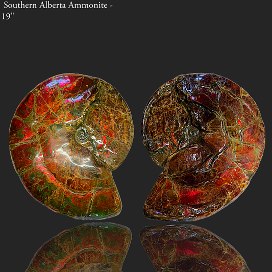 Eternal Elegance: Iridescent Ammonite Fossil by Lucentara