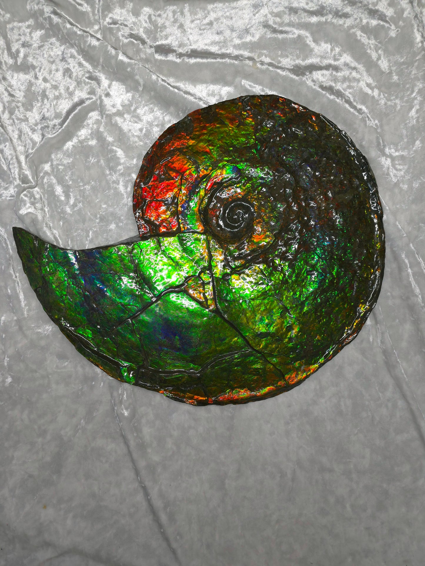 Eternal Elegance: Iridescent Ammonite Fossil