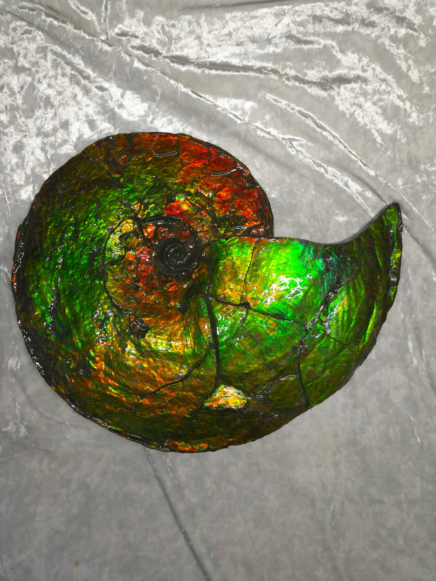 Eternal Elegance: Iridescent Ammonite Fossil