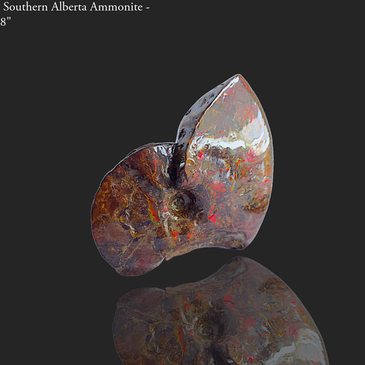 Eternal Elegance: Iridescent Ammonite Fossil by Lucentara