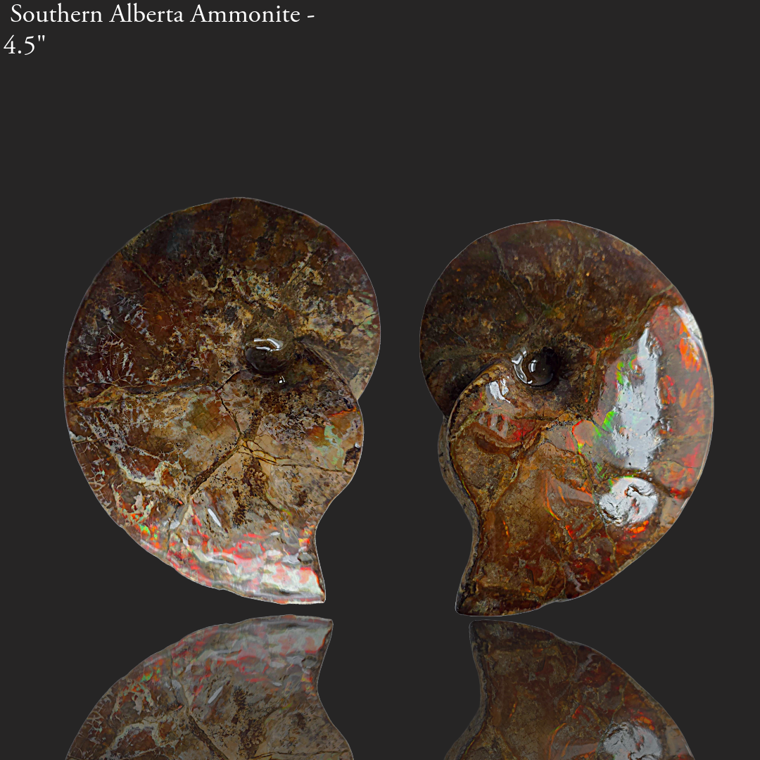 Eternal Elegance: Iridescent Ammonite Fossil by Lucentara