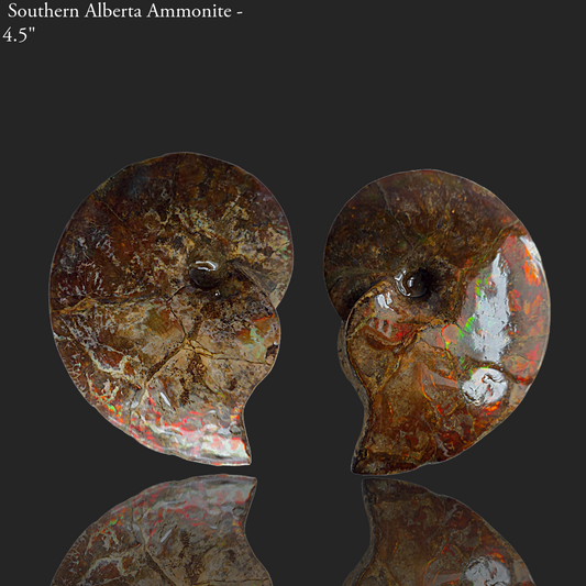 Eternal Elegance: Iridescent Ammonite Fossil by Lucentara